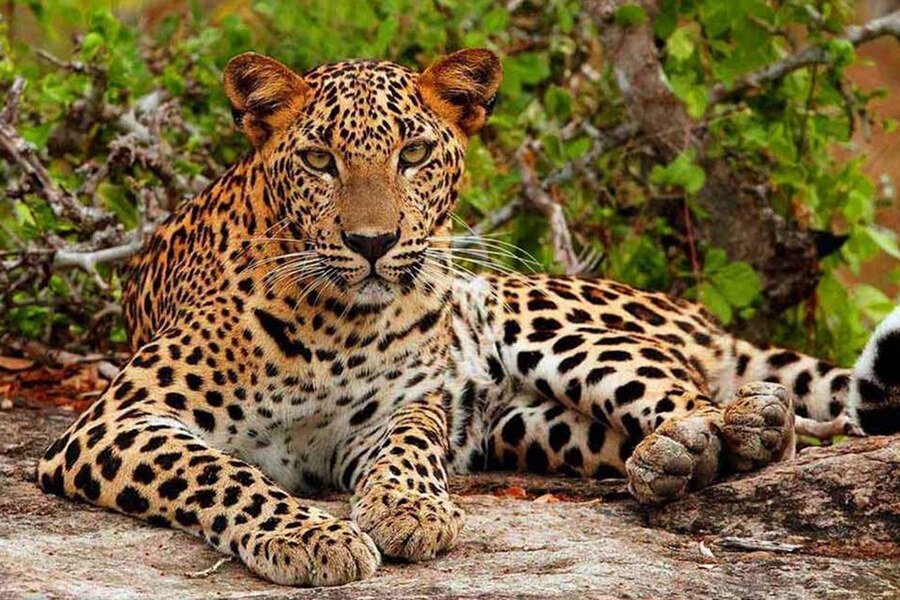 Wildlife & Nature