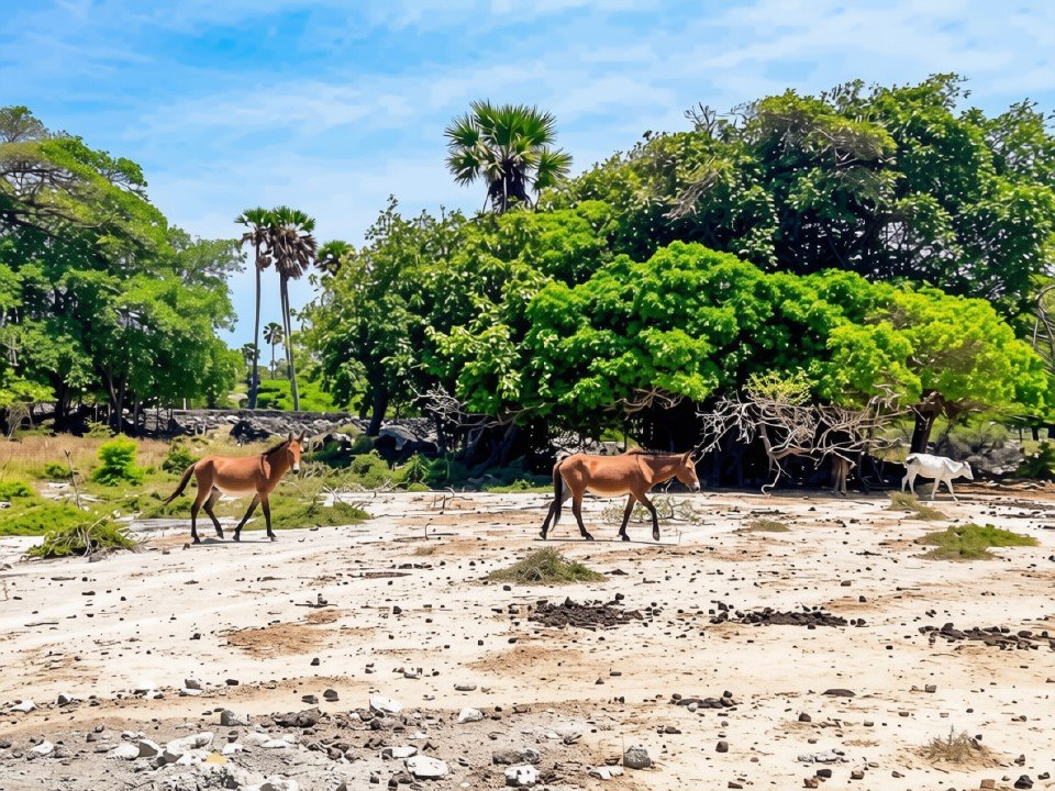 Wild Horses — Delft Island